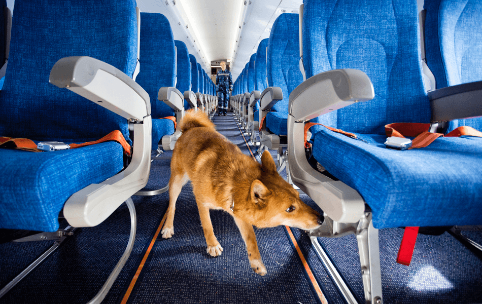 Кинологический комплекс «Аэрофлота» обеспечивает безопасность в самолетах. На фото — собака Сулимова, отличающаяся острым чутьем, ищет взрывчатые вещества на борту.